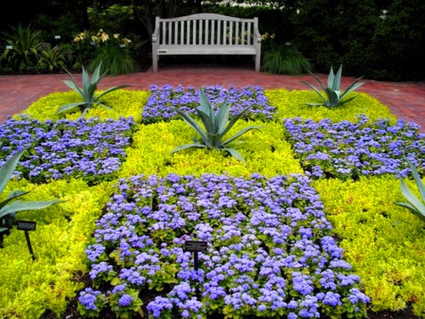 Ageratum: φύτευση και φροντίδα. Δημοφιλείς ποικιλίες