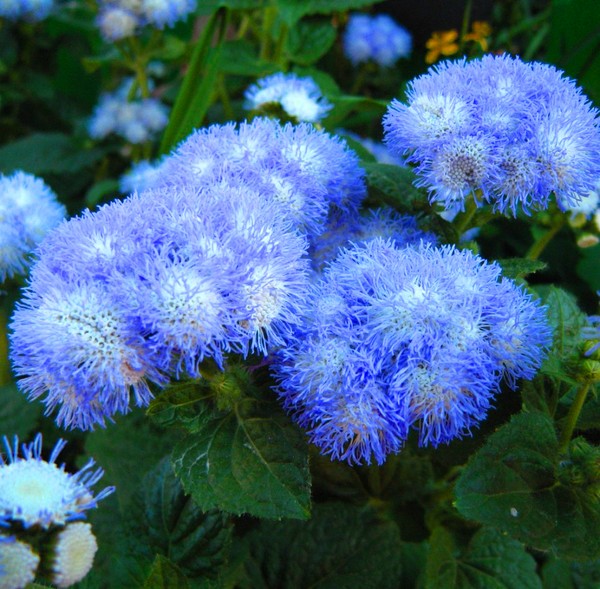 Ageratum: φύτευση και φροντίδα. Δημοφιλείς ποικιλίες