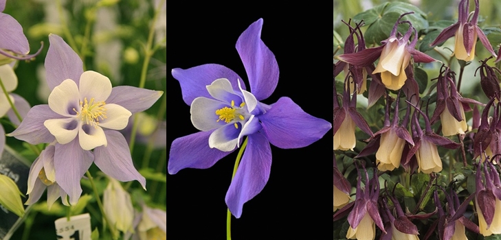 Aquilegia, ή Elf Shoes