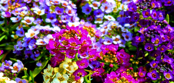 Alyssum: φύτευση και φροντίδα, φωτογραφίες από τις καλύτερες ποικιλίες