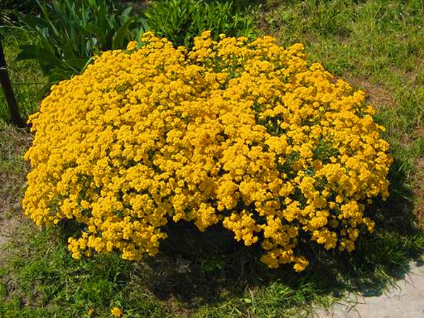 Alyssum: φύτευση και φροντίδα, φωτογραφίες από τις καλύτερες ποικιλίες