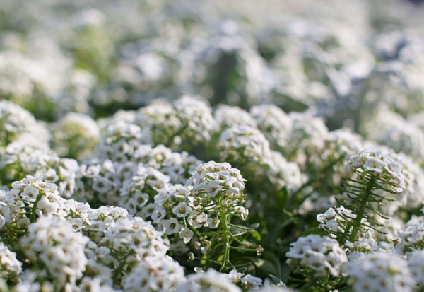 Alyssum: φύτευση και φροντίδα, φωτογραφίες από τις καλύτερες ποικιλίες