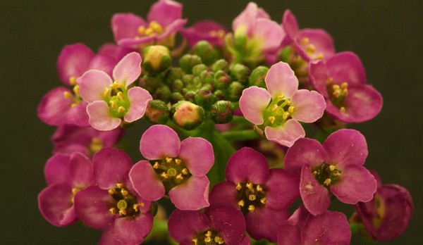 Alyssum: φύτευση και φροντίδα, φωτογραφίες από τις καλύτερες ποικιλίες