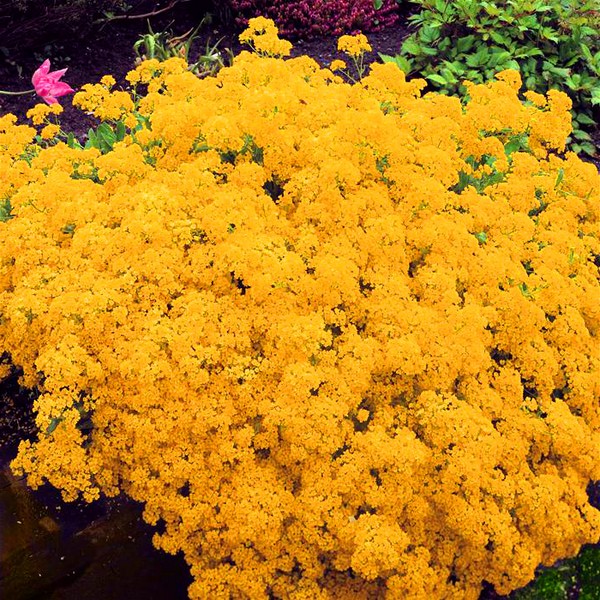 Alyssum: φύτευση και φροντίδα, φωτογραφίες από τις καλύτερες ποικιλίες