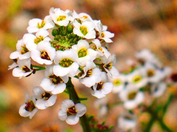 Alyssum: φύτευση και φροντίδα, φωτογραφίες από τις καλύτερες ποικιλίες