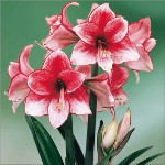 Amaryllis και hippeastrum: δίδυμοι αδελφοί Amaryllis και hippeastrum: δίδυμοι αδελφοί