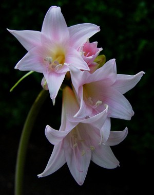 Amaryllis και hippeastrum: δίδυμοι αδελφοί Amaryllis και hippeastrum: δίδυμοι αδελφοί