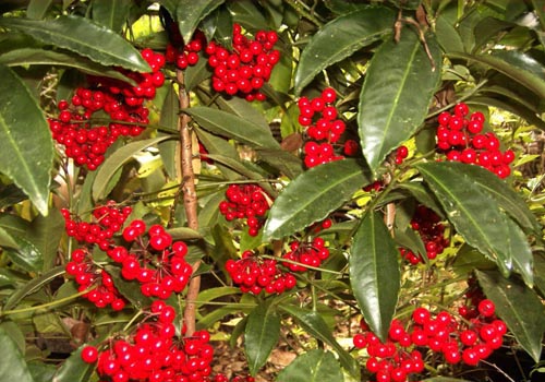 Ardisia: φροντίδα και φωτογραφία