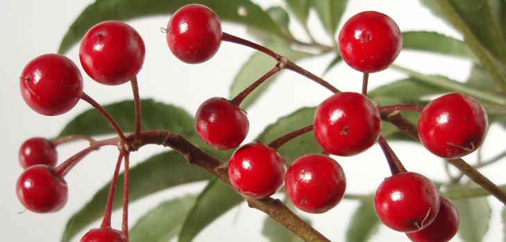 Ardisia: φροντίδα και φωτογραφία