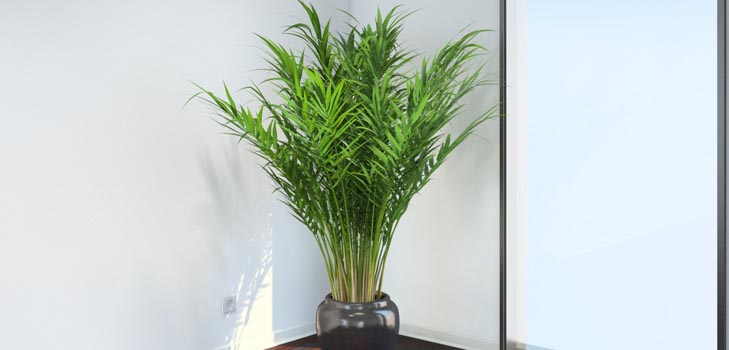 Areca, παλάμη