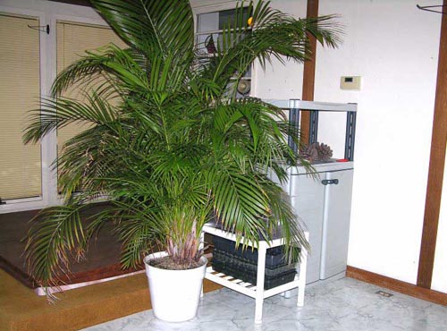 Areca. Αρχική φροντίδα