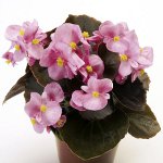 Begonia από σπόρους Begonia από σπόρους