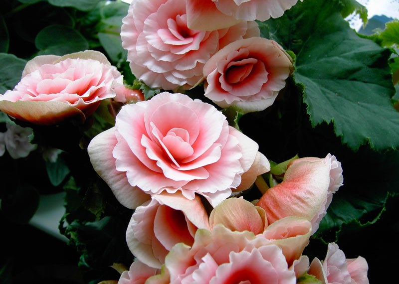 ροζ begonia