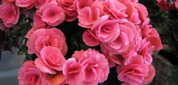 begonia λουλούδια