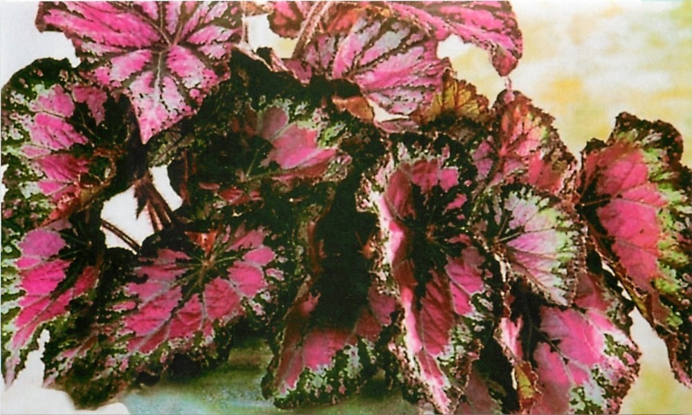 begonia χωρίς λουλούδια