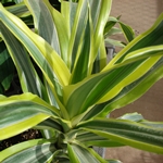 Τι γίνεται αν η dracaena στεγνώσει ή γίνει κίτρινη; 