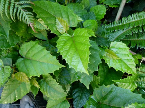 Cissus. Αρχική φροντίδα