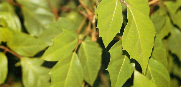 Cissus: φωτογραφική και οικιακή φροντίδα