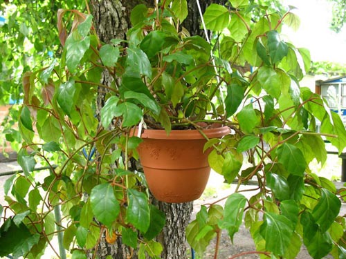 Cissus. Είδη σταφυλιών