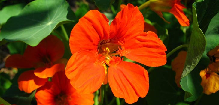 Flower Nasturtium: πώς να μεγαλώνεις από σπόρους, πώς να φροντίζεις, όμορφες φωτογραφίες