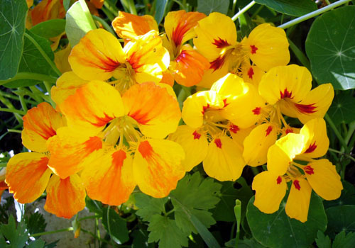 Nasturtium - που καλλιεργείται από σπόρους