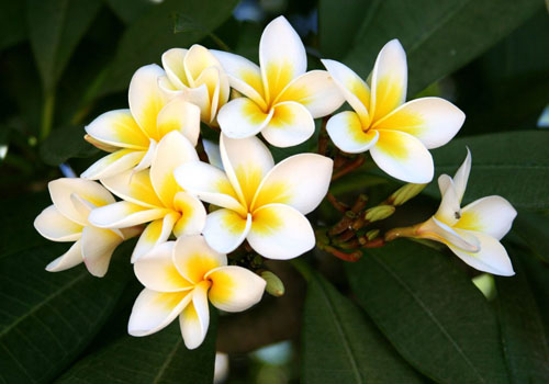 Flower Plumeria - το μαγικό άρωμα στο σπίτι σας