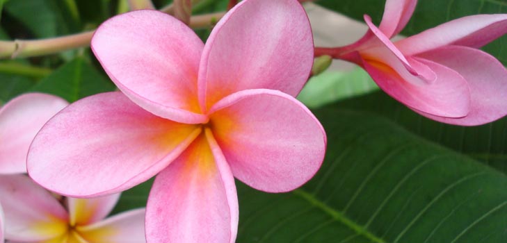 Flower Plumeria - το μαγικό άρωμα στο σπίτι σας