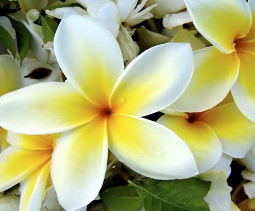 Flower Plumeria - το μαγικό άρωμα στο σπίτι σας