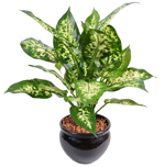 Dieffenbachia