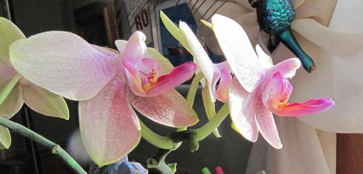 Phalaenopsis ανθίζουν