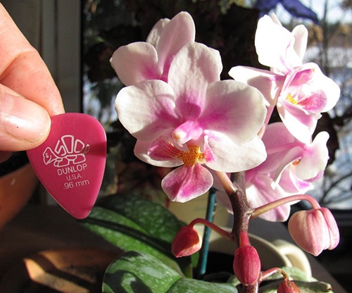 Phalaenopsis ανθίζουν