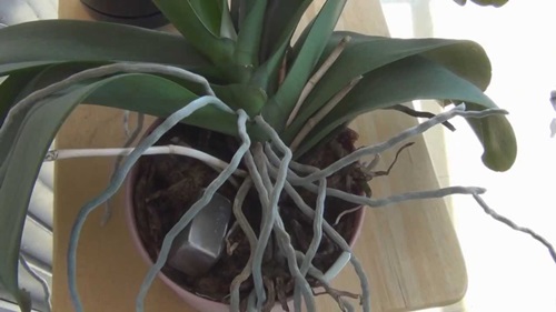 Μεταμόσχευση Phalaenopsis