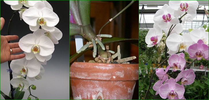 Phalaenopsis: αναπαραγωγή από παιδιά