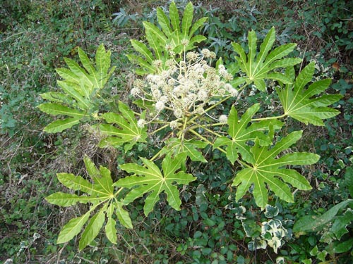 fatsia σε άνετες συνθήκες θερμοκρασίας
