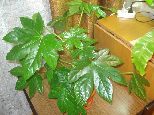 fatsia από το δυτικό παράθυρο