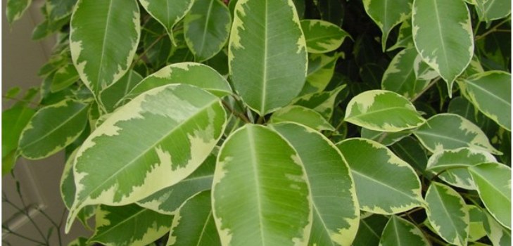 ficus δωματίου