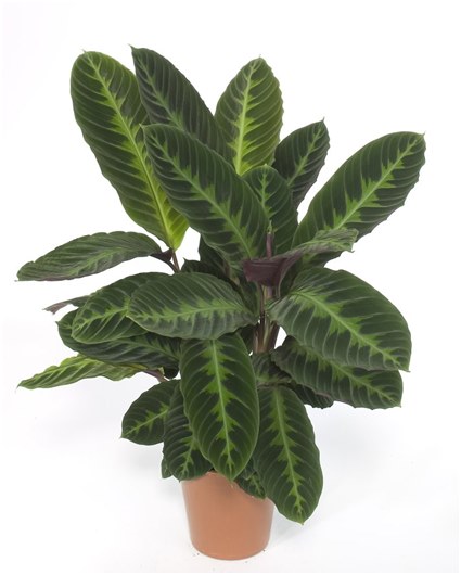 μπανιέρα με ficus