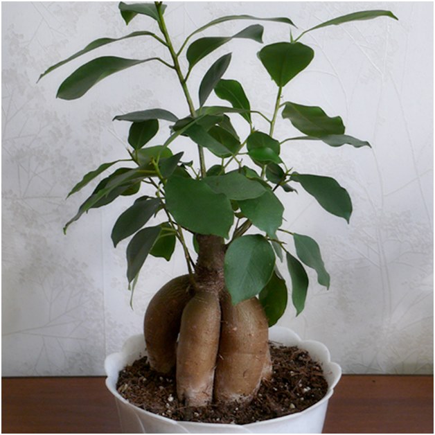 Ficus πριν από τη μεταφύτευση