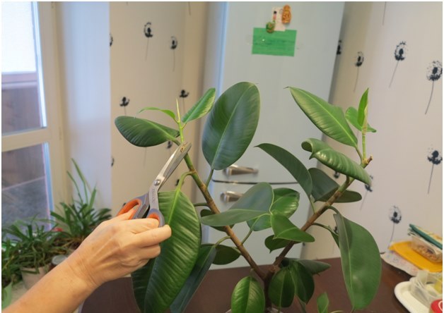 ficus κοπής