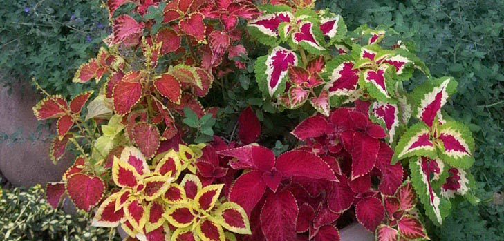 Fittonia: φροντίδα