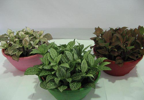 Fittonia: φροντίδα