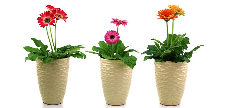 Gerbera στο δοχείο