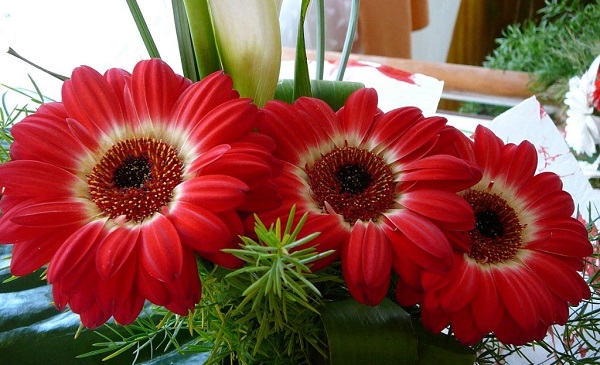 Gerbera στο δοχείο