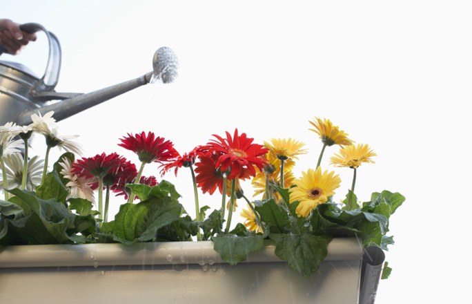 Gerbera στο δοχείο