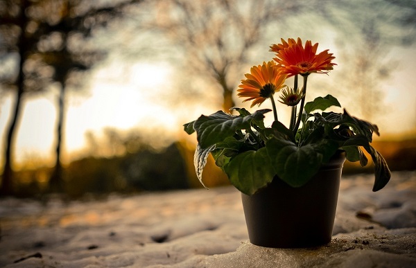 Gerbera στο δοχείο