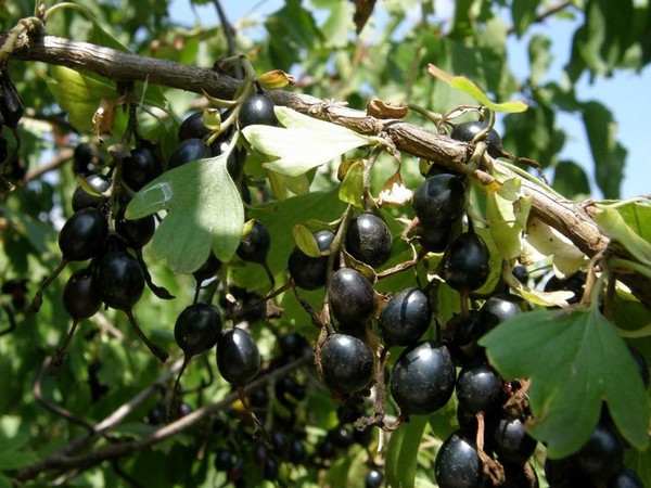 Joshta - μια ασυνήθιστη συμβίωση της γεύσης και του καλού
