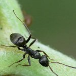 Πώς να ασχοληθεί με τα μυρμήγκια κήπου