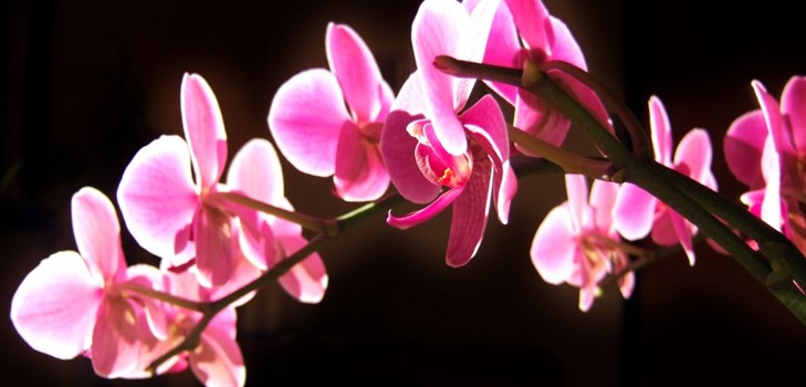 Orchid: φροντίδα μετά την ανθοφορία Orchid: φροντίδα μετά την ανθοφορία