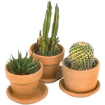 Cacti και φροντίδα για αυτούς