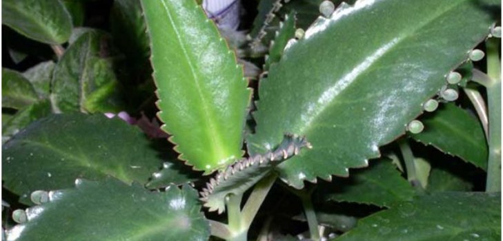 Φυτό Kalanchoe